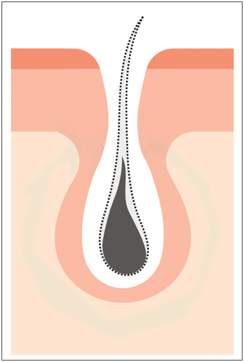 hairlosslaw_growth 頭髮生長期 毛髮專+ 洗頭 | 髮型 | 脫髮 | 植髮