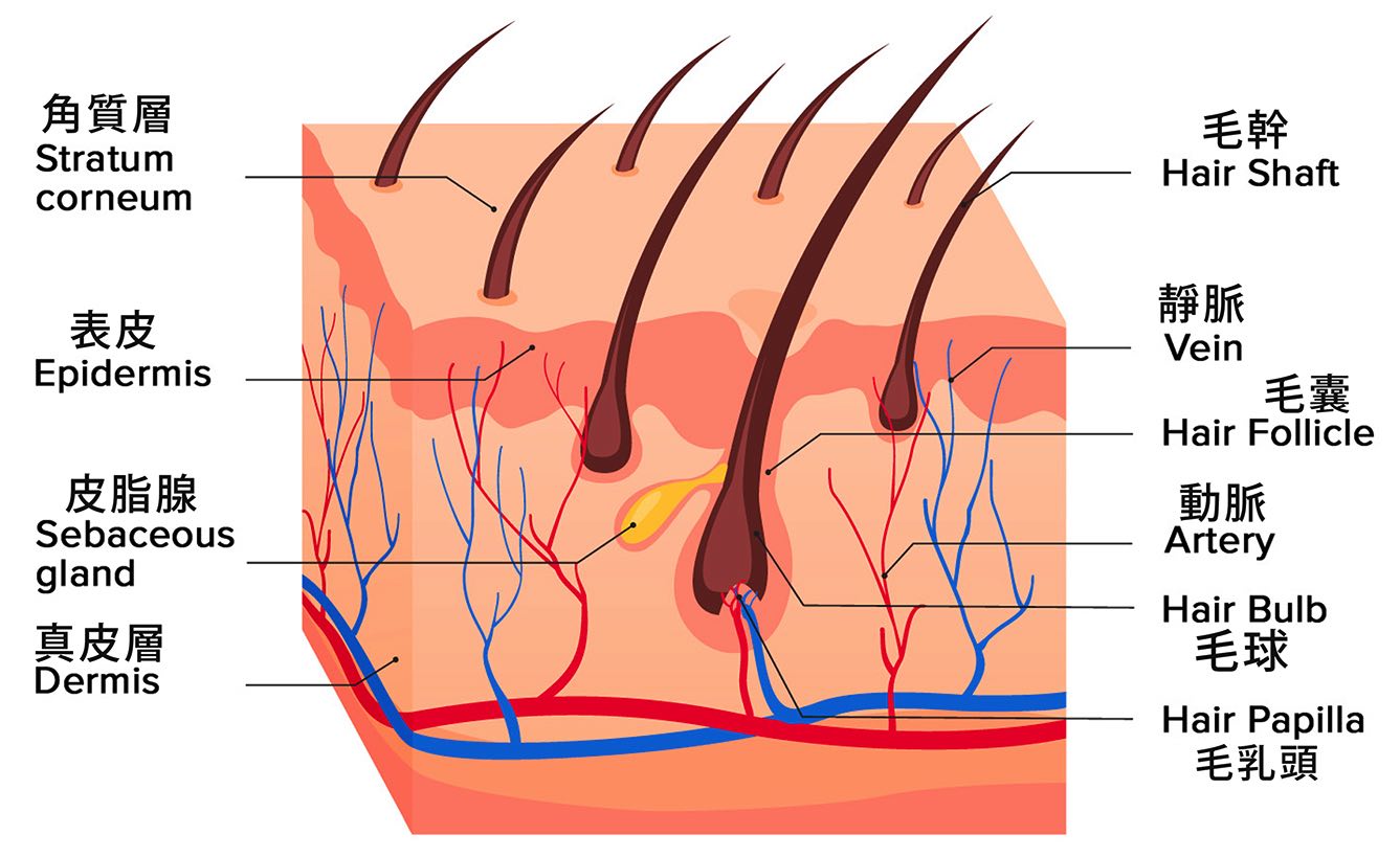 hairlosslaw_hair 頭髮 毛髮專+ 洗頭 | 髮型 | 脫髮 | 植髮