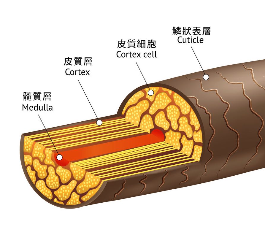 hairlosslaw_hair 頭髮 毛髮專+ 洗頭 | 髮型 | 脫髮 | 植髮